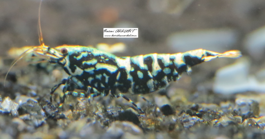 1 Adet Black Galaxy Snowflake Karides Caridina Shrimp