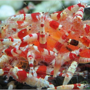10 Adet Crs Kristal Kırmızı Arı Red Bee Karides Caridina Shrimp