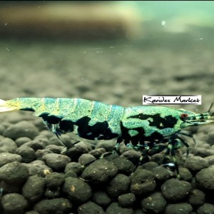 1 Adet ( BLUE GEN BOA ) Black Galaxy Karides Caridina Boa Shrimp