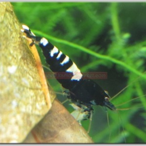10 Adet Black Zebra Pinto Karides Caridina Shrimp