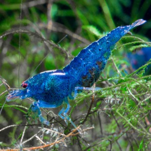 10 Adet Aura Blue Karides Caridina Cf. Serrata “AuraBlue” Shrimp