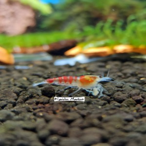 1 Adet Kırmızı Calceo Bee Red Dragon Karides Caridina Shrimp