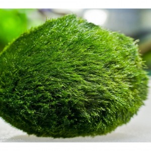 3 - 4 Cm Çap Marimo Mossball Yosun Şans Topu Cladophora Aegagropila - Moss Ball