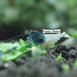 10 Adet Steel Blue Karides Caridina Shrimp