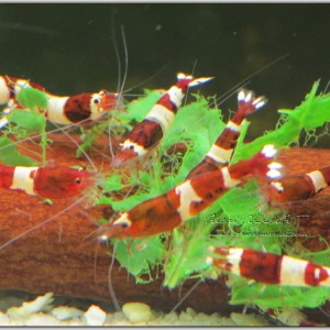 1 Adet Taiwan Bee Wine Red Kırmızı Karides Caridina Shrimp