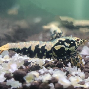 10 Adet ( BOA ) Black Galaxy Karides Caridina Boa Shrimp
