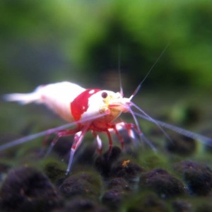 1 Adet Prl Pure Red Line Karides Caridina Shrimp ( Mosura Crown K10 Formlu  )