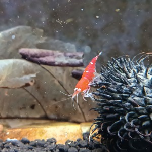 5 Adet SCR Süper Red Kristal Crystal ( Santa Cruz ) Karides Caridina Shrimp