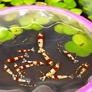1 Adet Prl Pure Red Line Karides S - SS Grade Karides Caridina Shrimp
