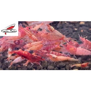 1 Adet Red Steel Karides Nadir Tür  ( Akuma Gen ) Caridina Cf. Cantonensis Var Shrimp